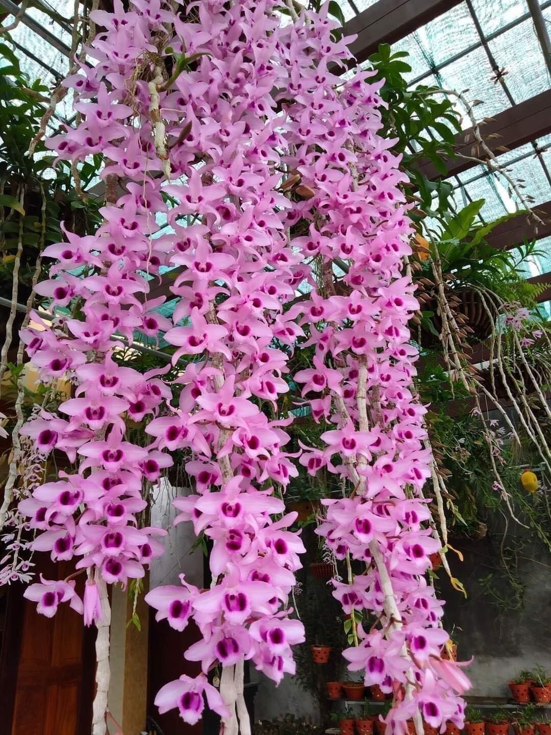 Hoa Lan giả hạc(nguyên 1 khóm lớn)