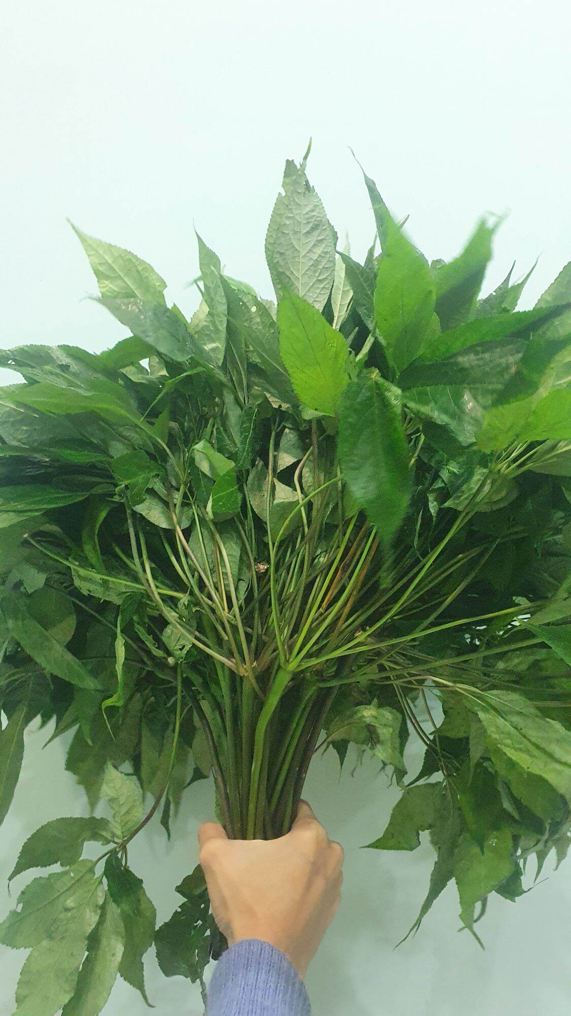 lá sâm Ngọc Linh tươi 1kg
