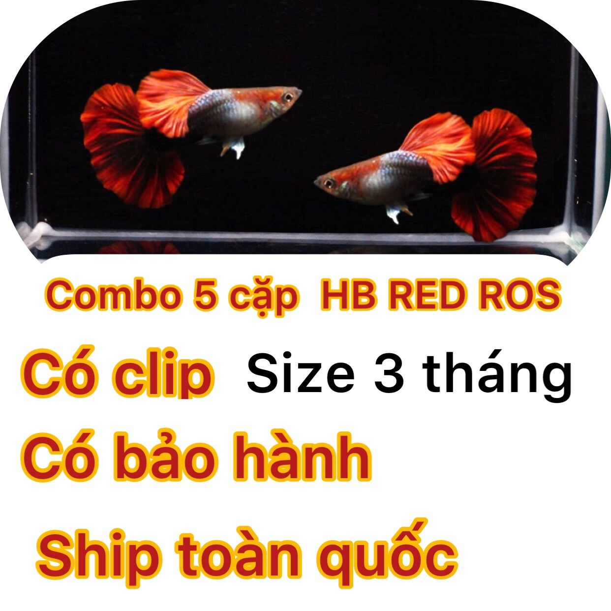 [HCM] 10gr cám thái + 5 cặp HB Red Rose - trang trí hồ cá 7 màu