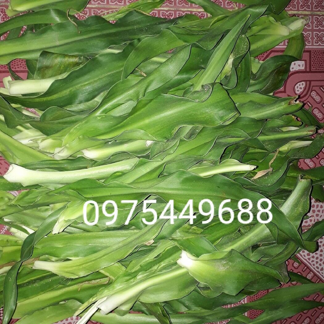 1kg lá náng tươi chuẩn. 0975449688