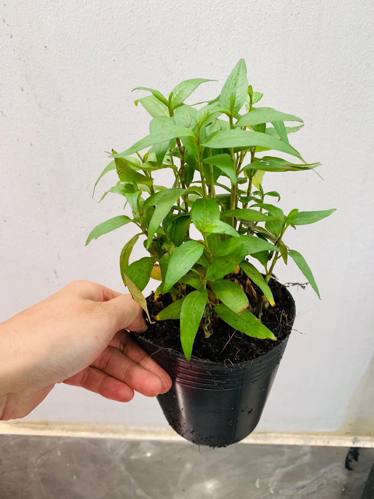 Bầu cây giống rau răm