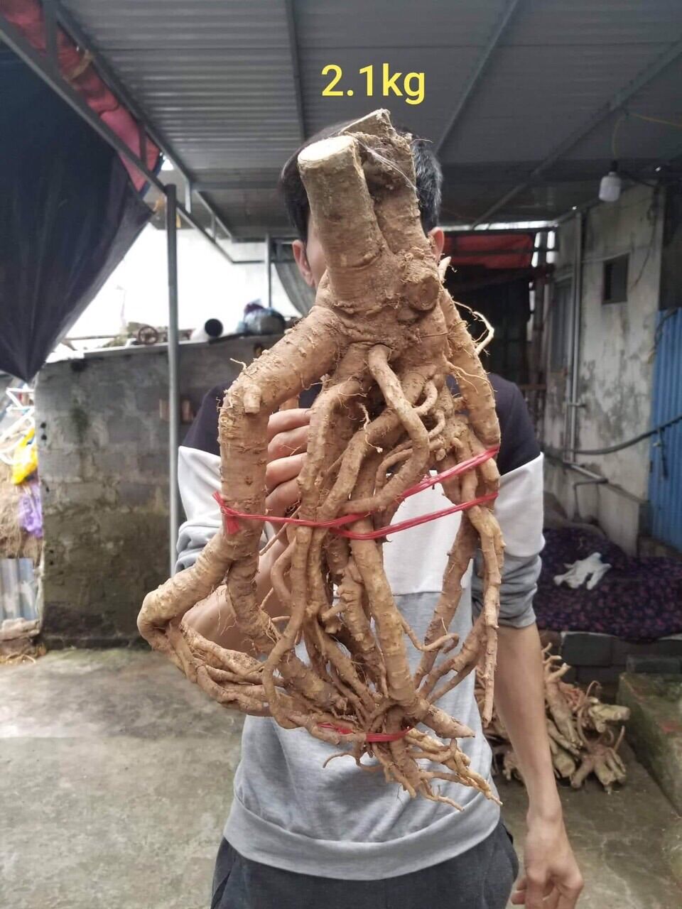 Đinh lăng tây bắc 400k/củ 2kg