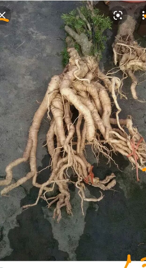 Củ đinh lăng nguyên củ tươi 5kg