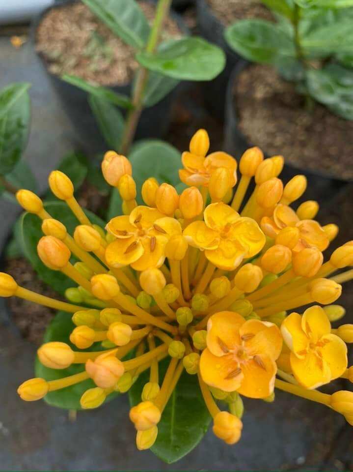 Trang Giống Phụng hoàng Kim ( cây giống ảnh cuối )