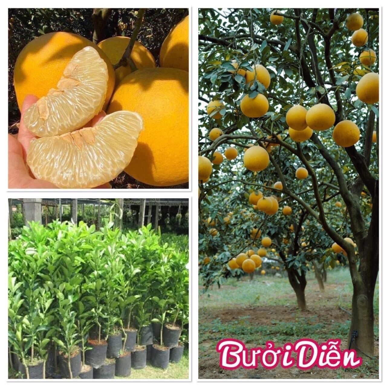 Cây giống bưởi diễn