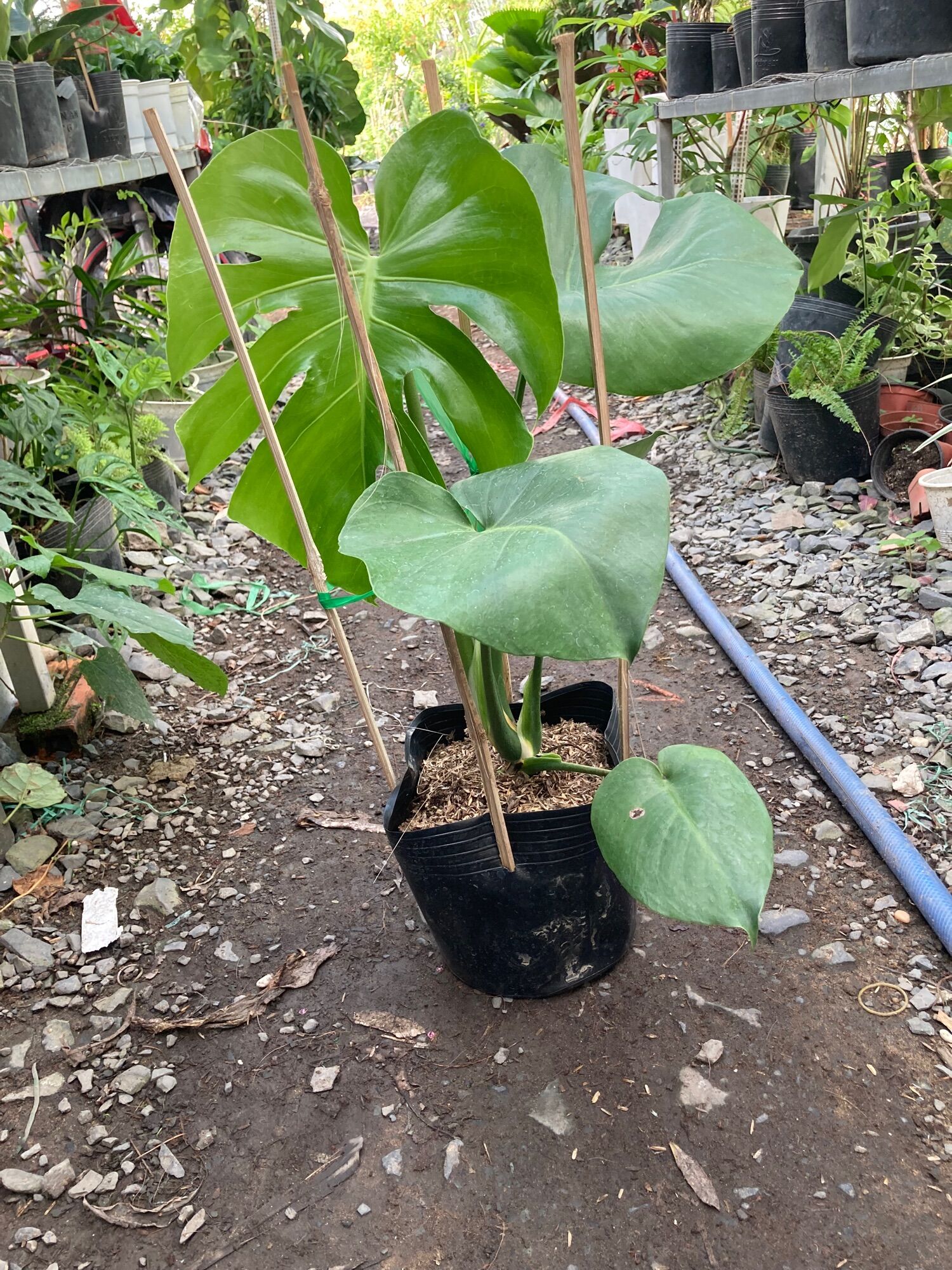 Trầu bà lá xẻ- trầu bà Nam Mỹ -Monstera