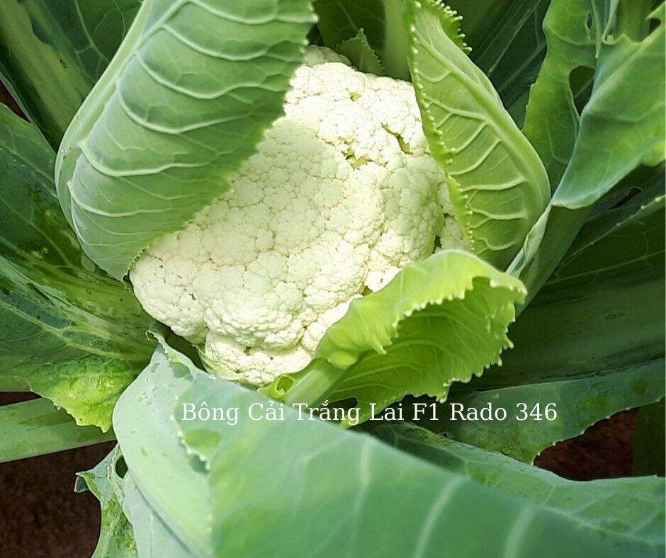 [HCM]Hạt giống sup lơ trắng