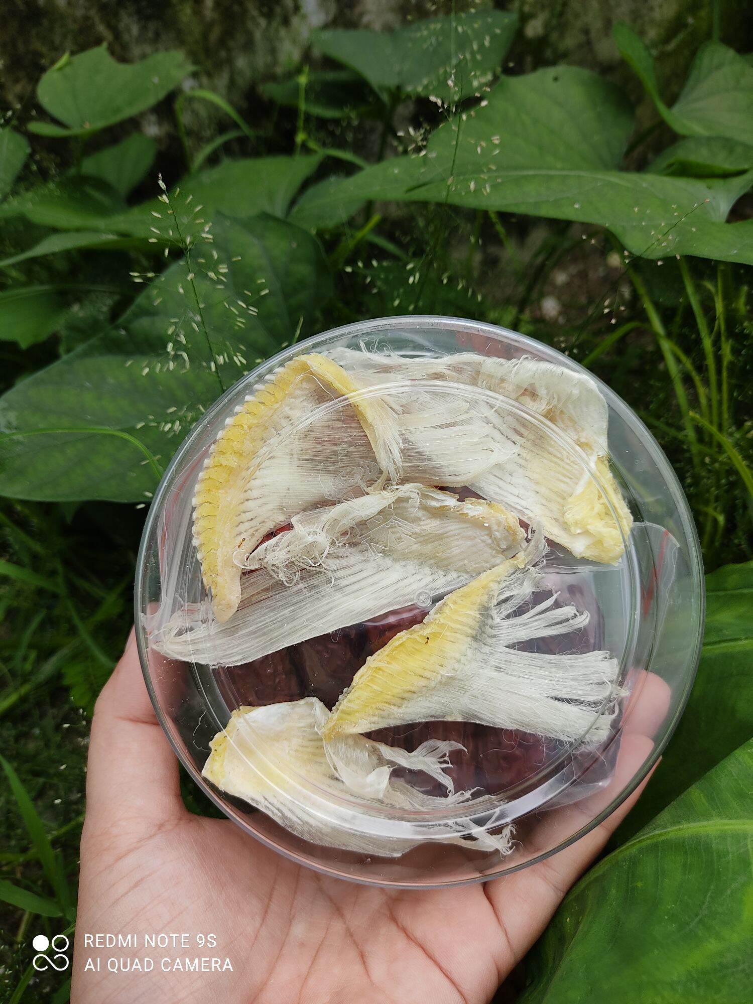 Canh dinh dưỡng