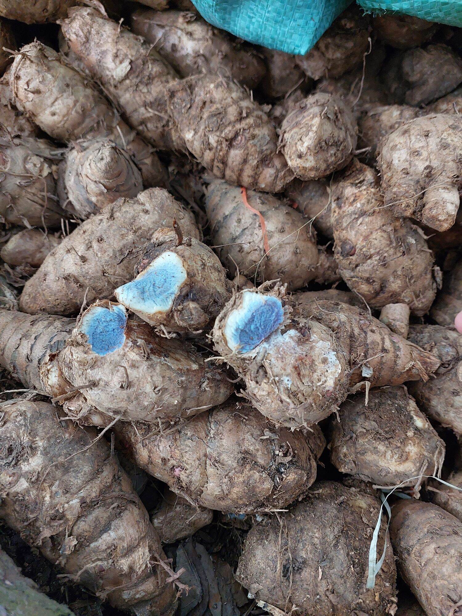 Nghệ đen tươi 1kg
