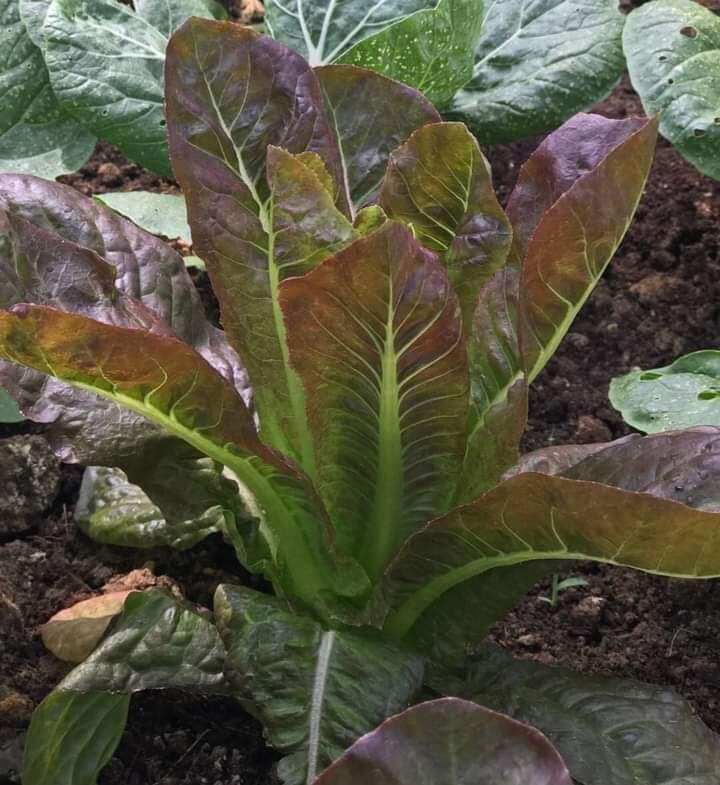 Hạt giống xà lách romaine tím
