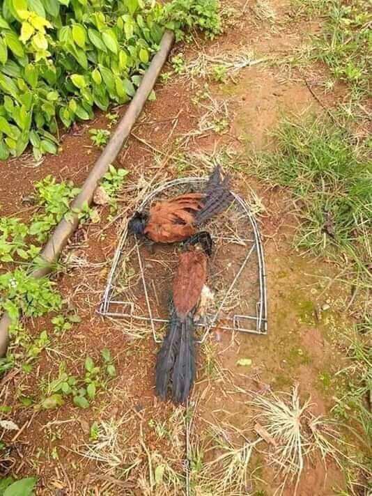 Bìm Bịp Giả
