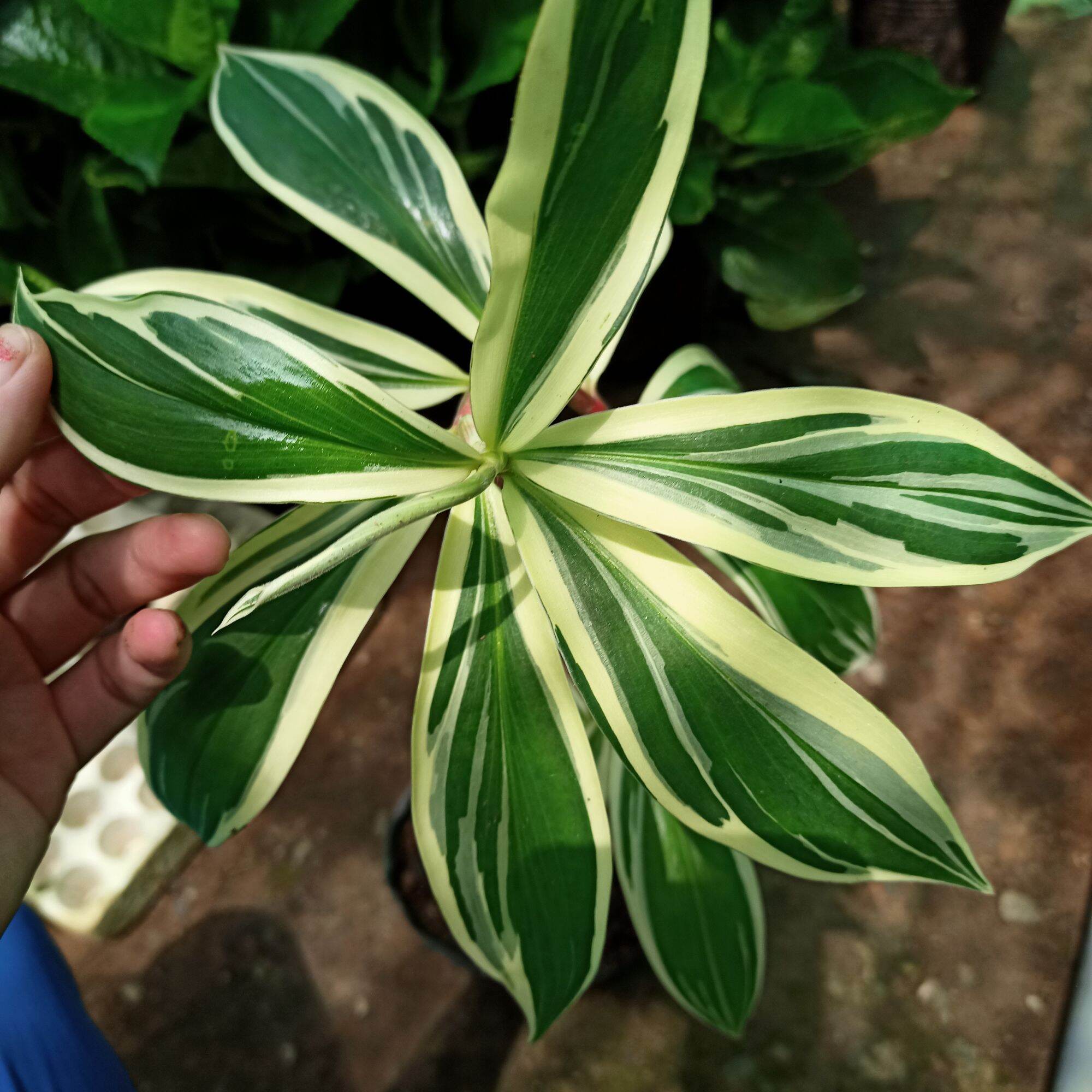 Cây chong chóng var - spiral ginger var - costus arabicus var