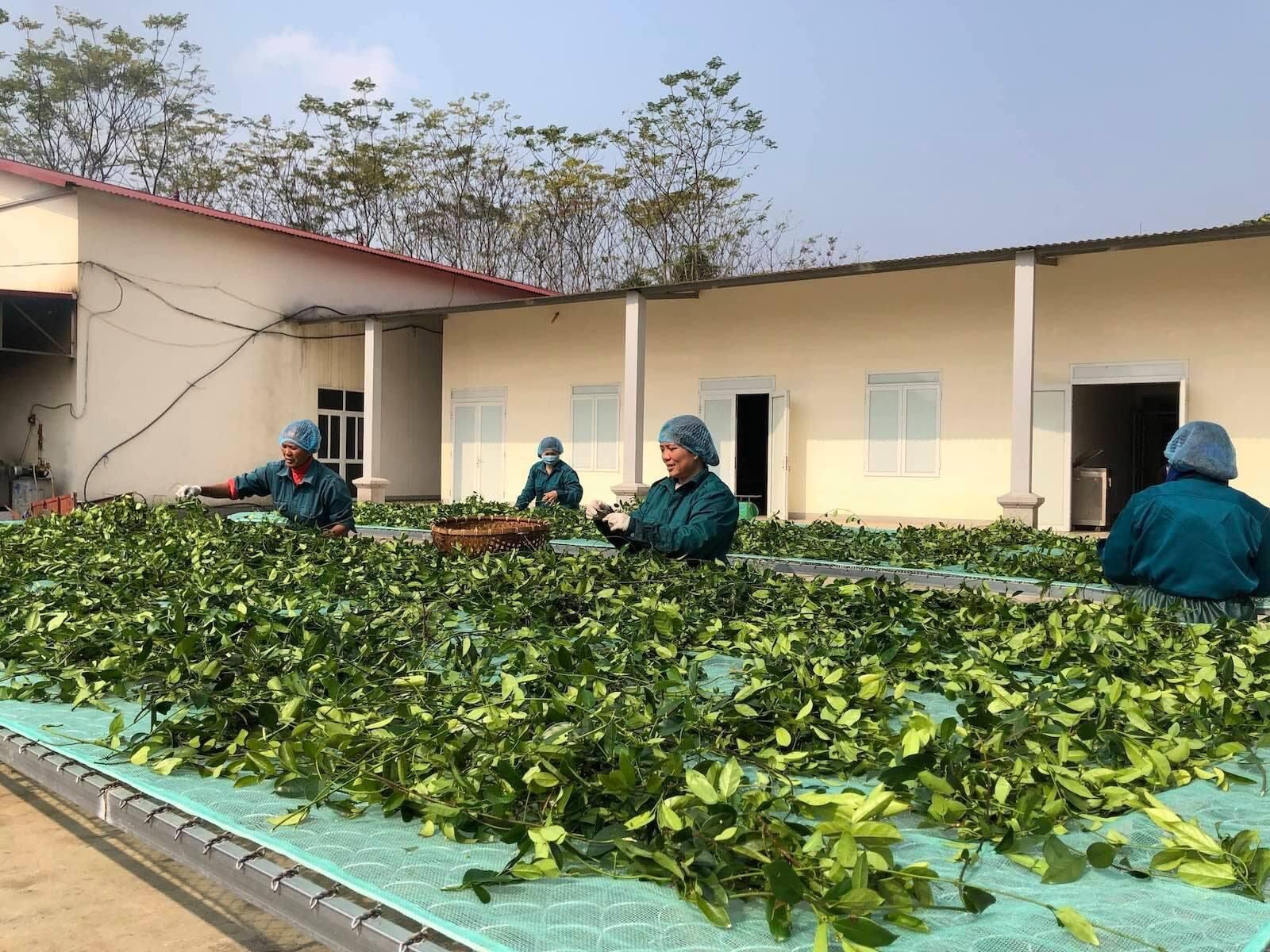 Cao thìa canh sạch  100gram - HTX Nông dược Yên Bái