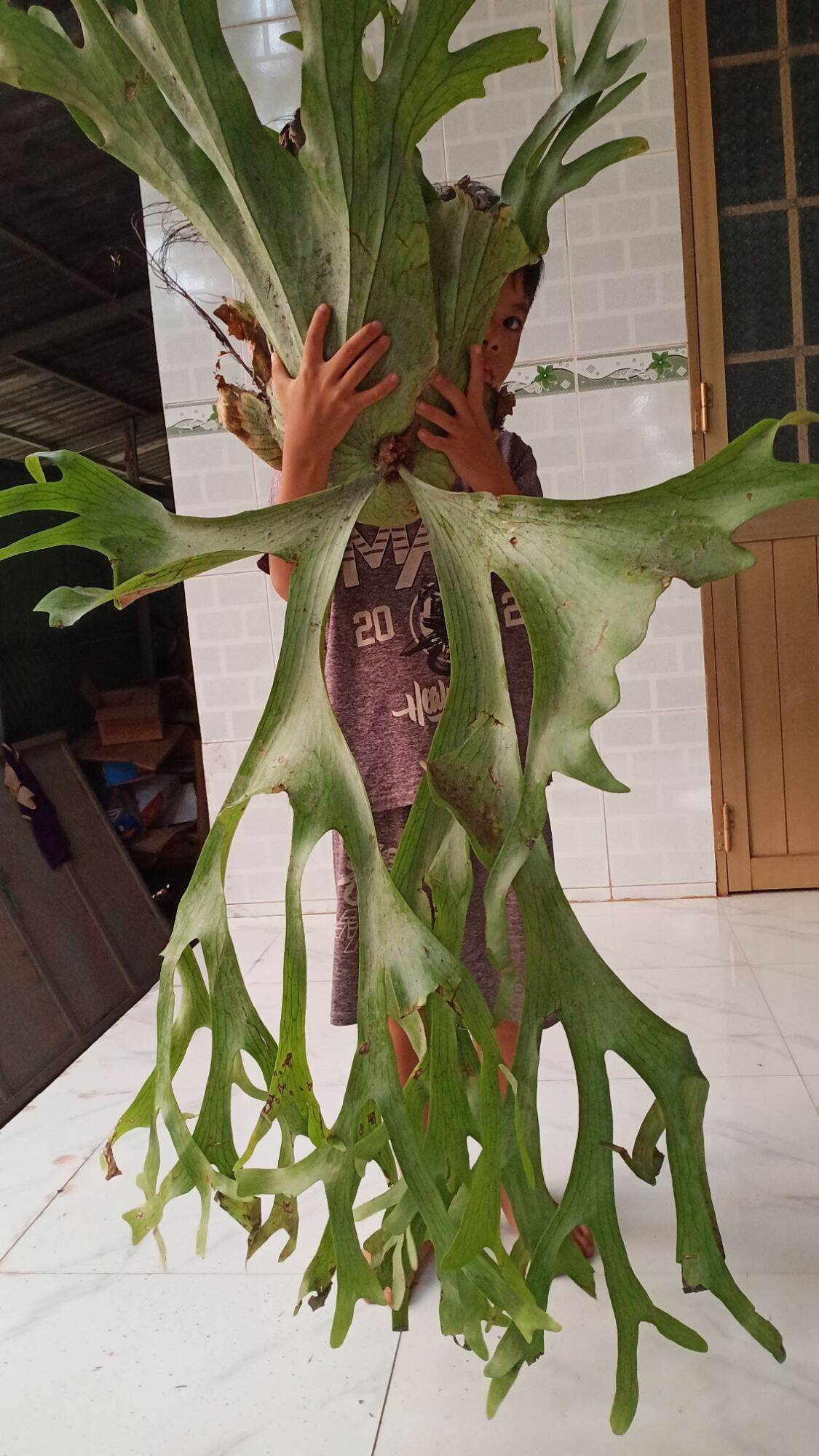 Cây Ổ Rồng Râu To
