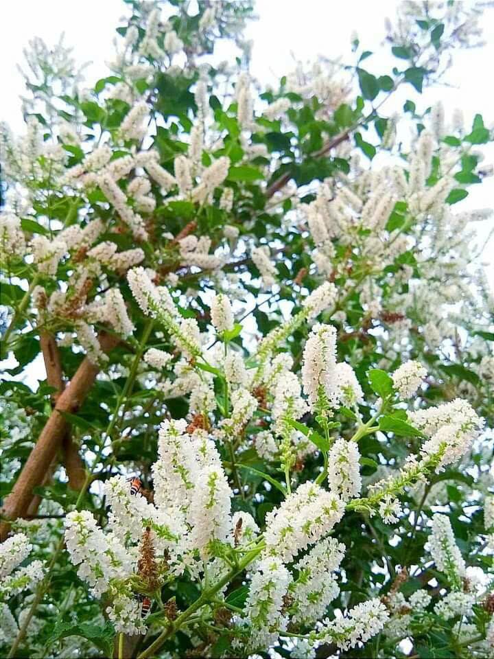 Cây bạch trầm hương hoa thơm.