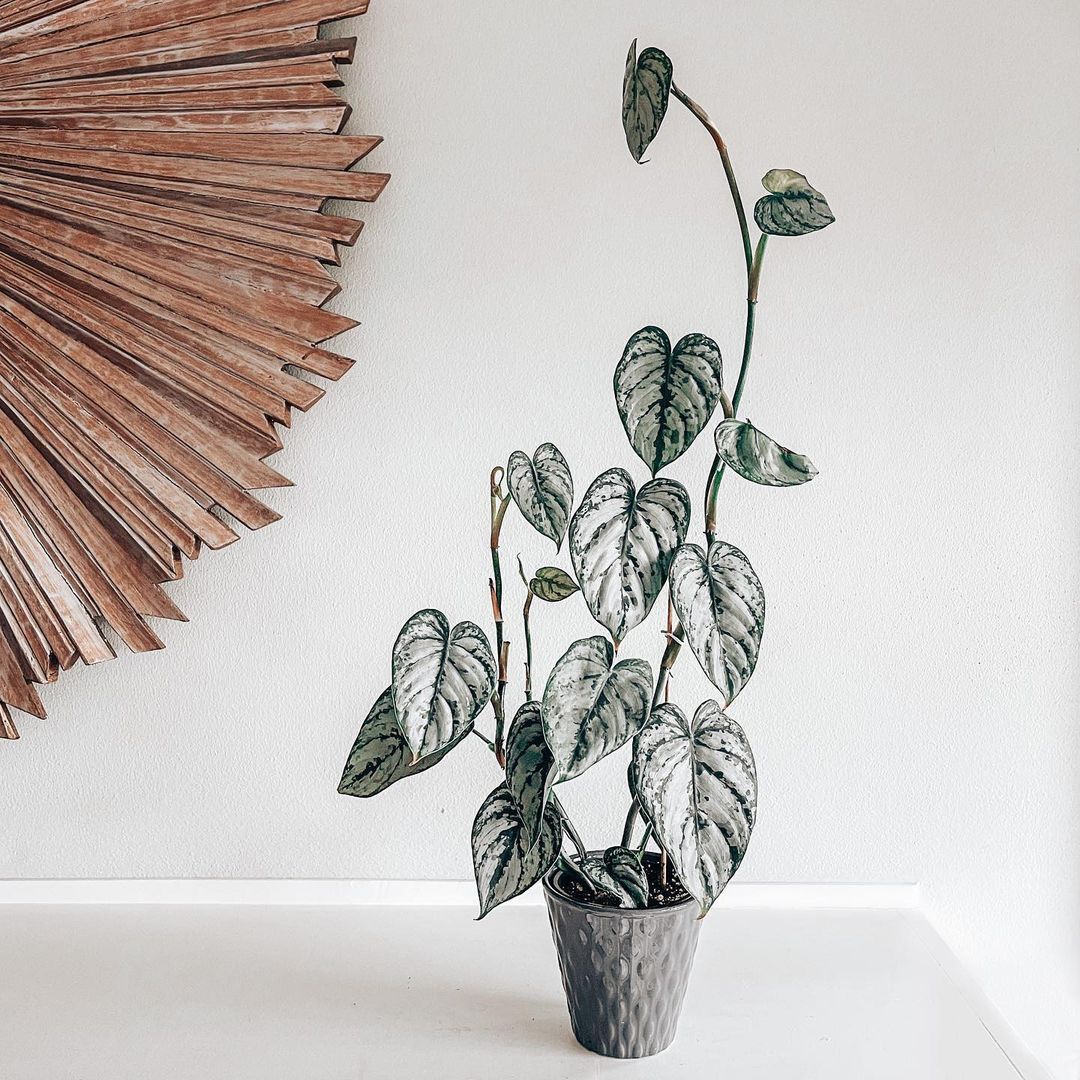 Philodendron Brandtianum