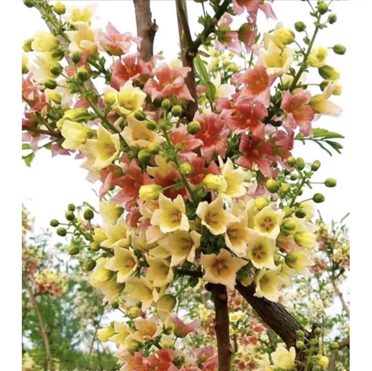 Cây giống hoa đế vương