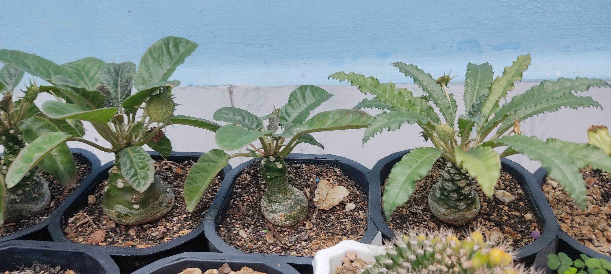 Cây hoa mặt trời - Dorstenia