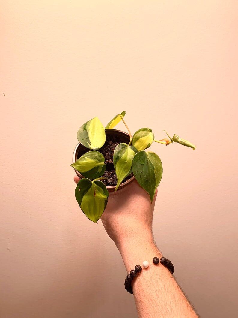 Cây trầu bà brazil/ Philodendron brasil