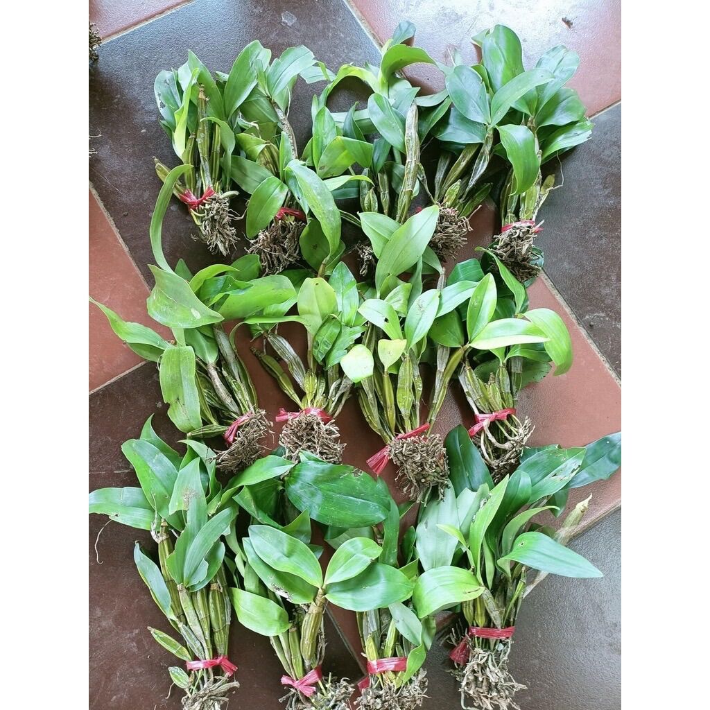 Hoa Lan kiều vuông(1 bó)