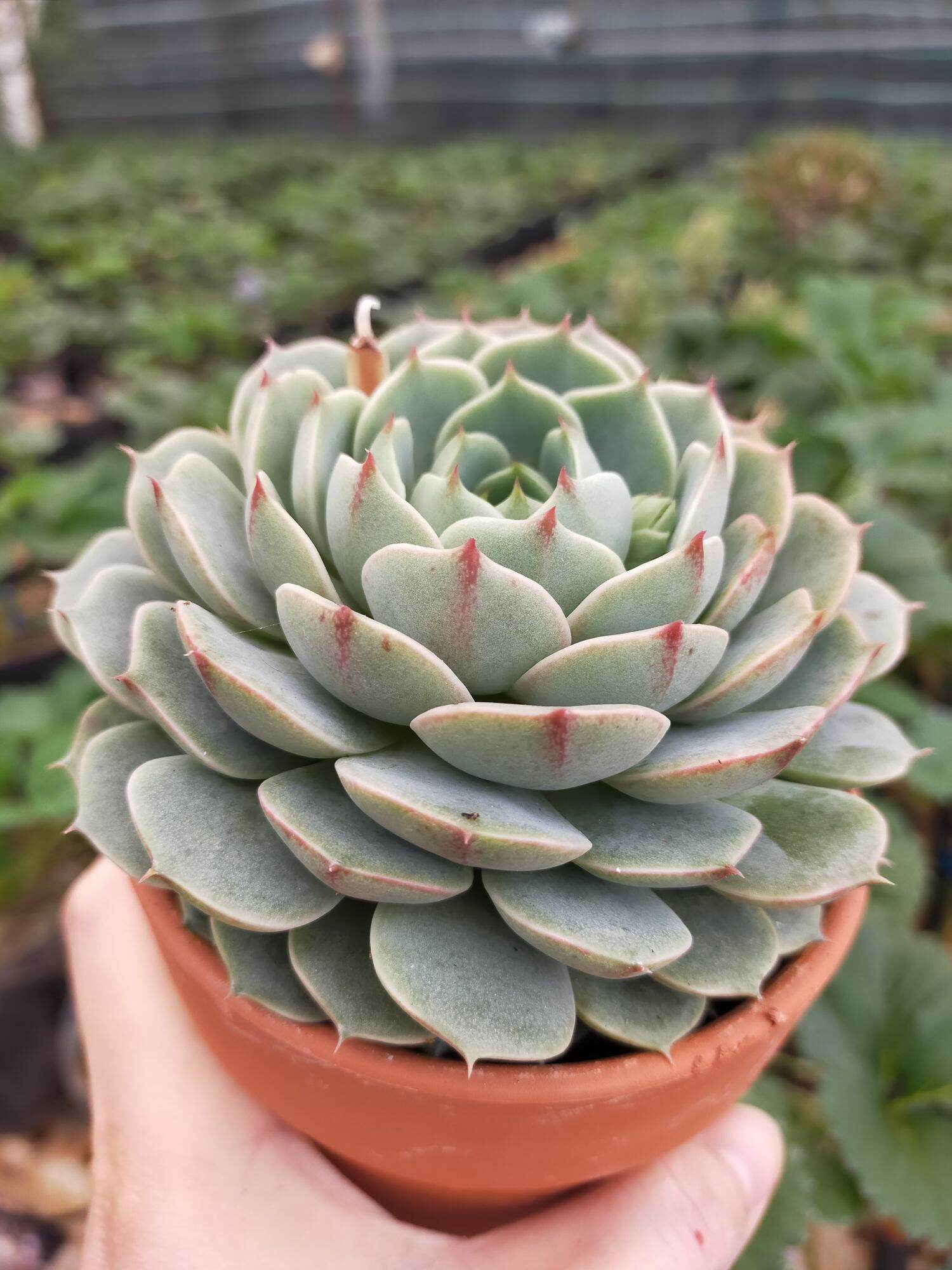 SEN ĐÁ VÂN MAI SIZE TRUNG🌵ĐÀ LẠT 🌲 CÂY SIÊU CUTE ❤️ LỖI 1 ĐỔI 1❄️