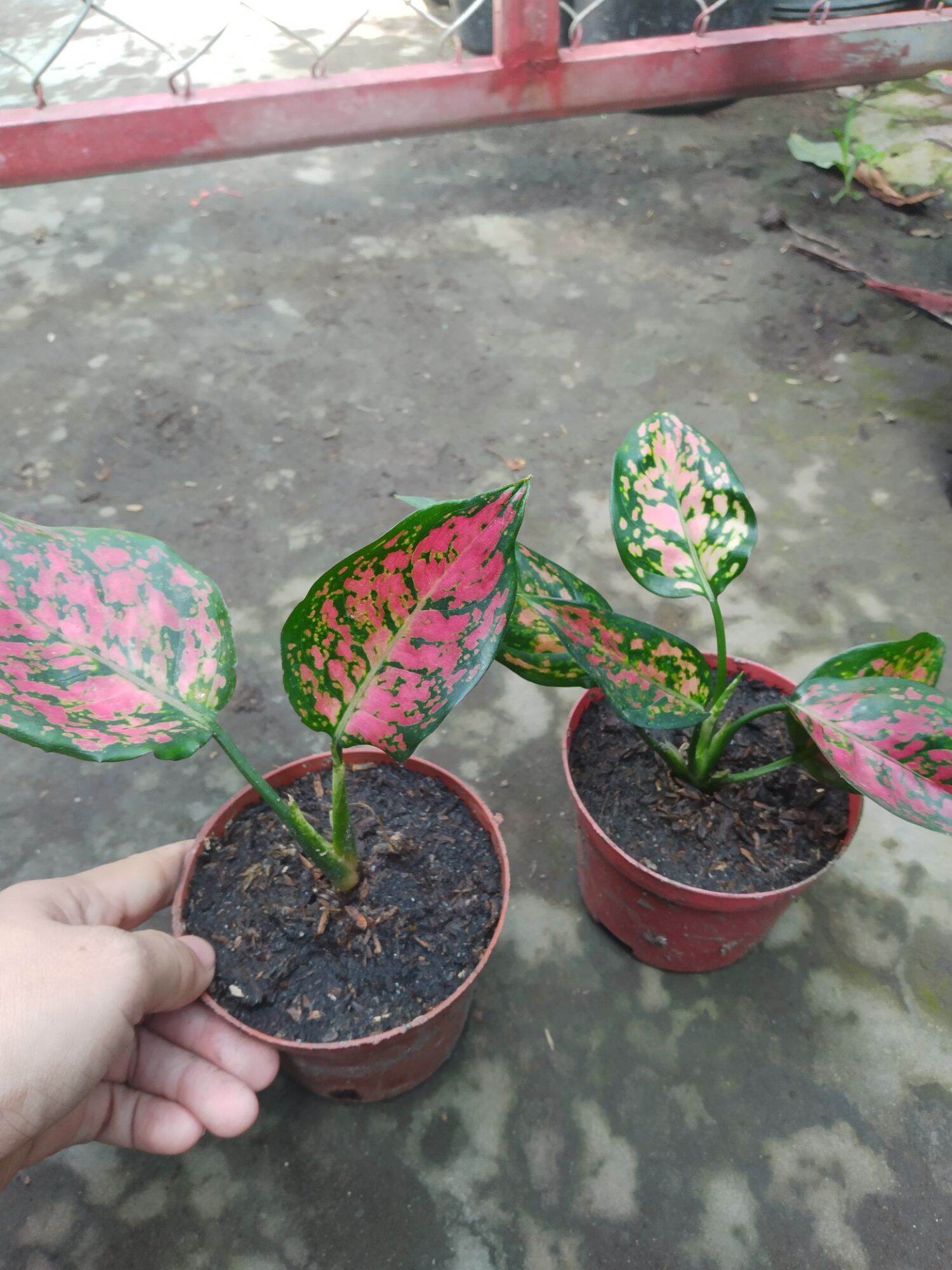 Chậu nhỏ cây Vạn Lộc