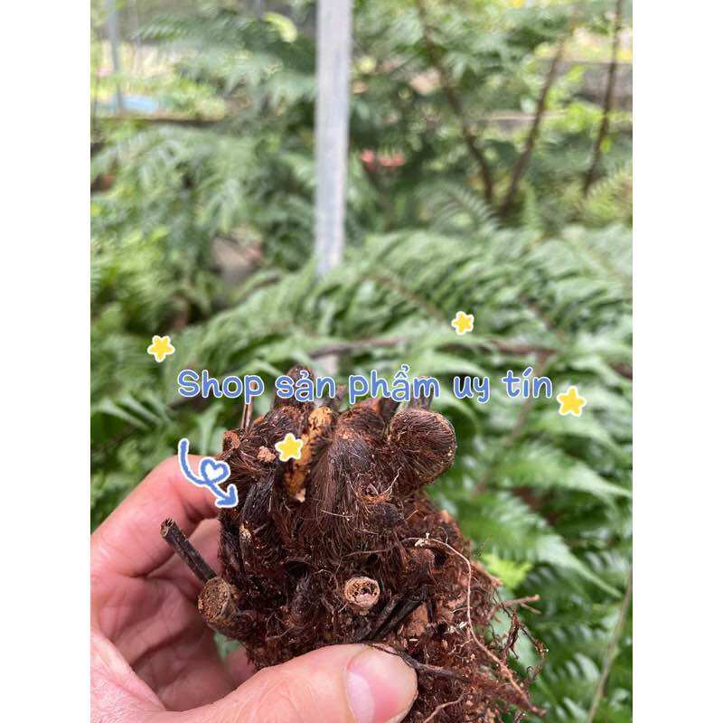 dương xỉ thân gỗ gốc nhú mầm