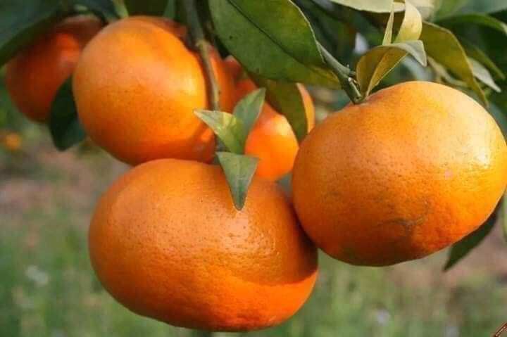 Cây giống quýt ngọt không hạt