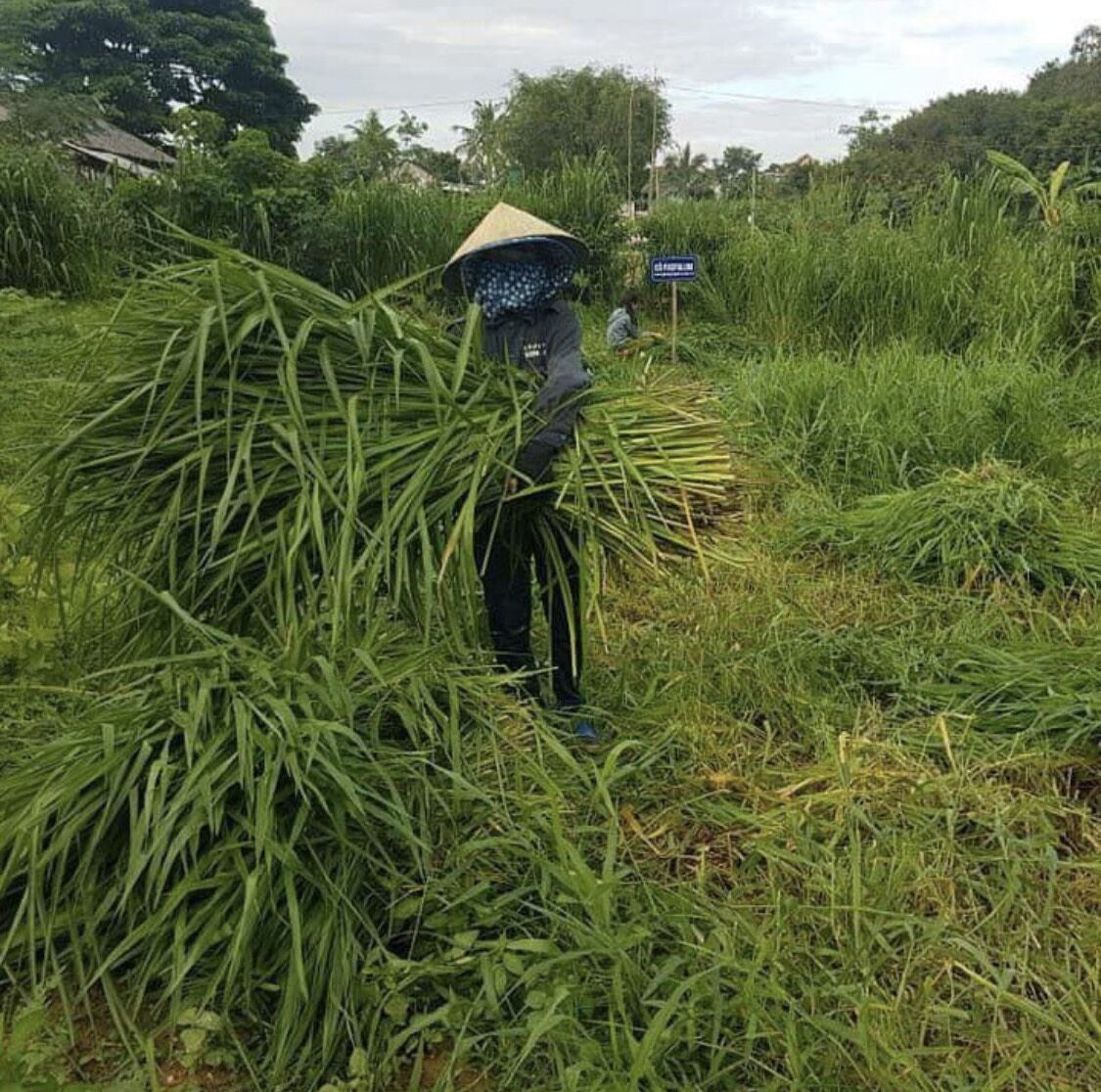 cỏ chịu ngập úng PASPALUM 200g