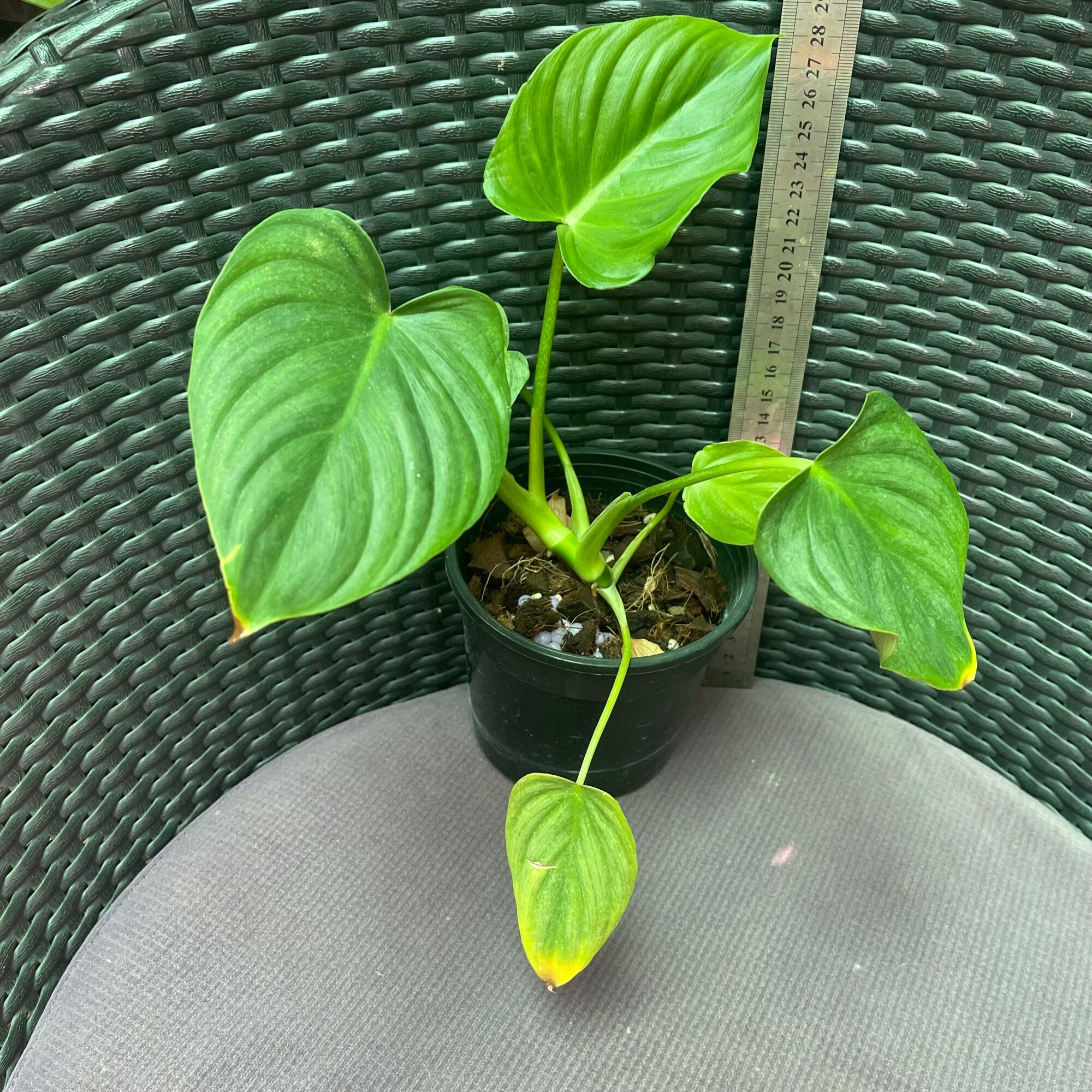 Cây trầu bà philodendron Pastazanum
