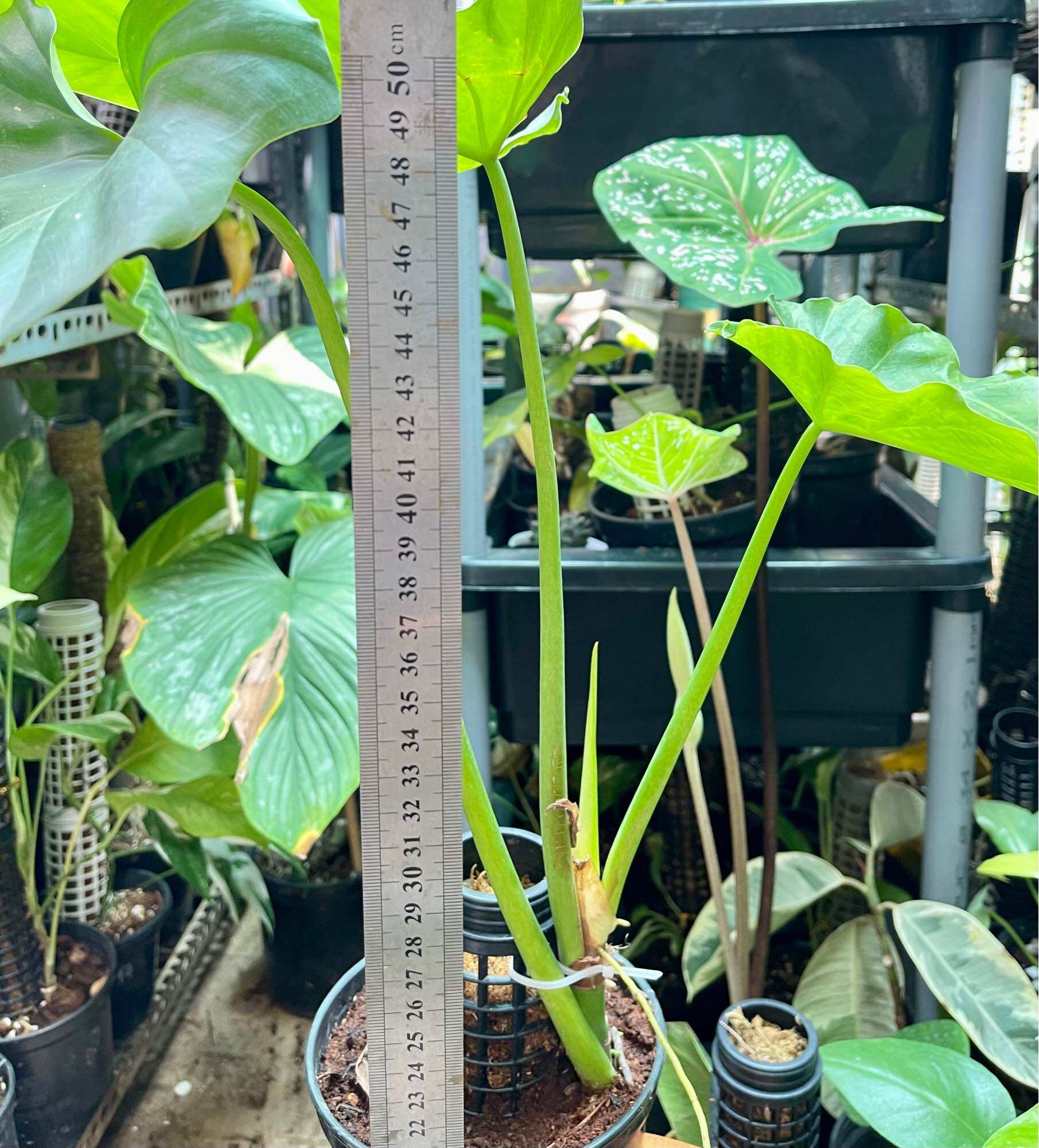 Trầu bà subin cây nguyên chậu