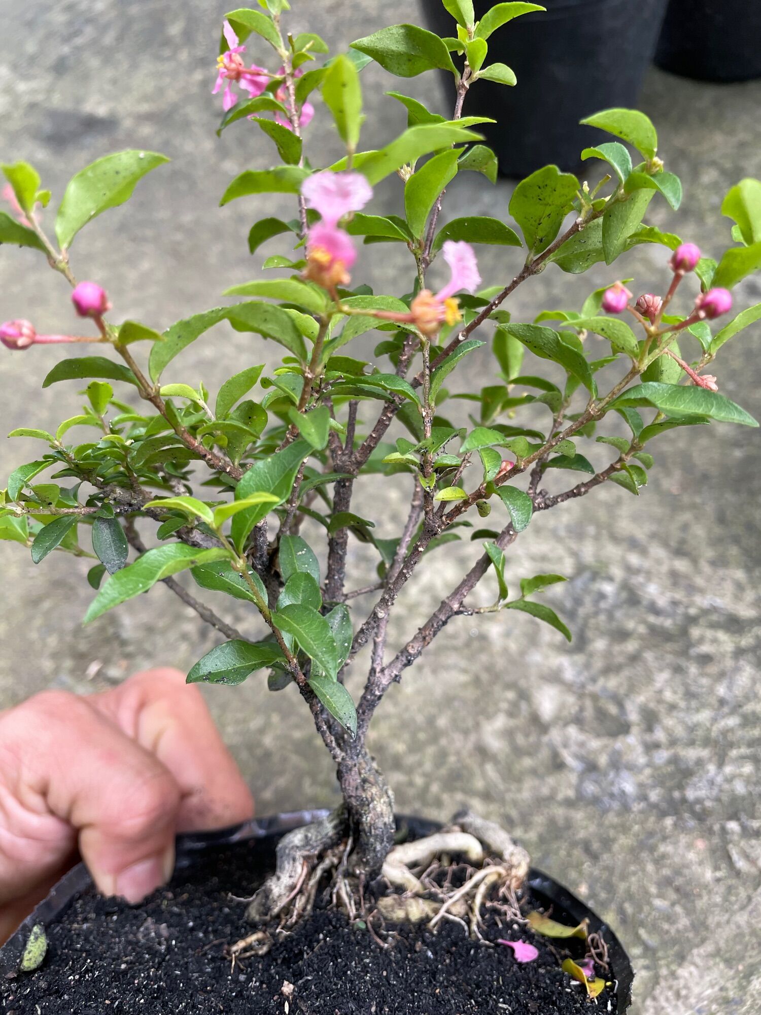 Hồng Ngọc Mai bonsai mini
