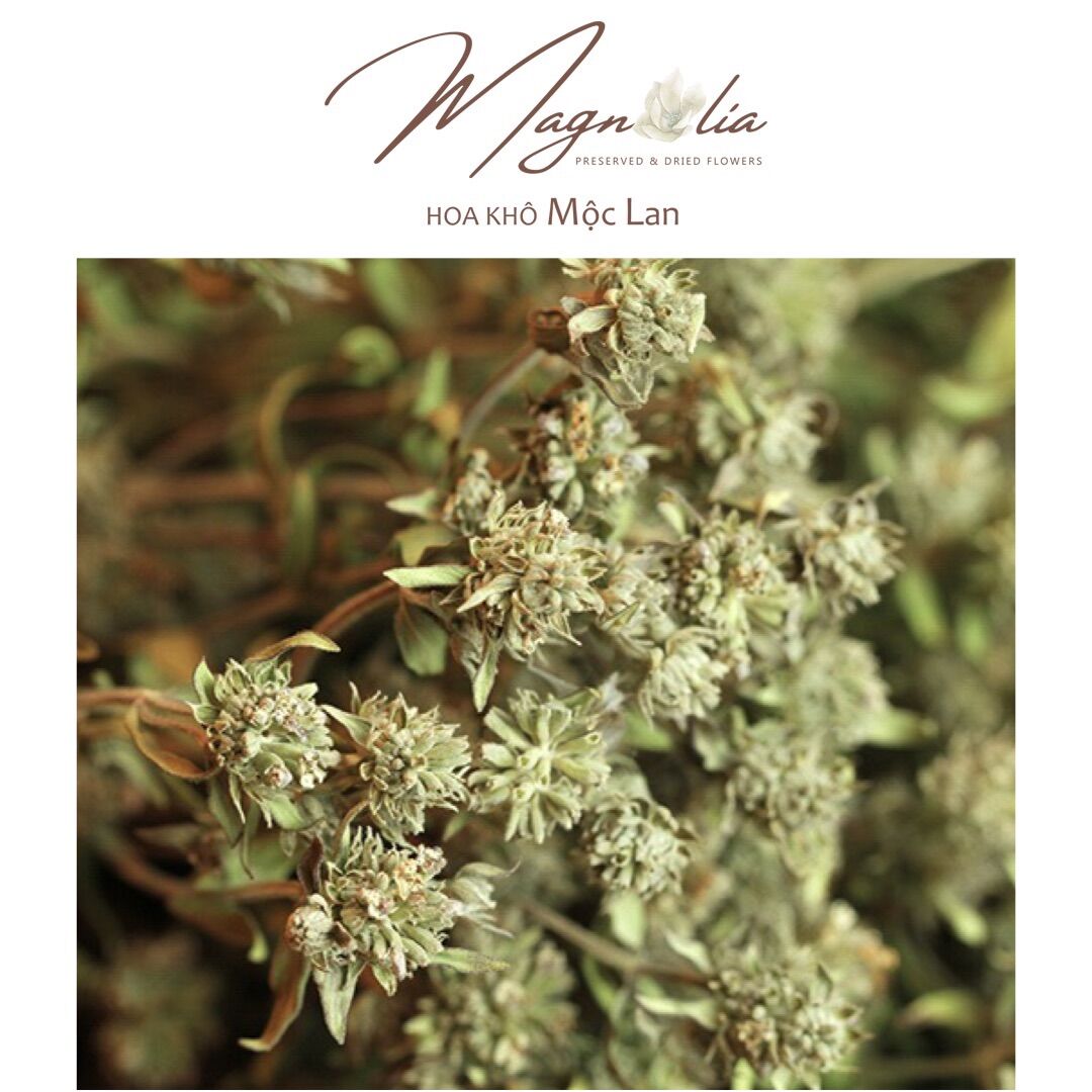 Hoa lá bạc hà khô Mountain Mint ❤Hoa Khô Mộc Lan❤ Trang trí decor cắm hoa, phụ kiện chụp ảnh sản phẩm