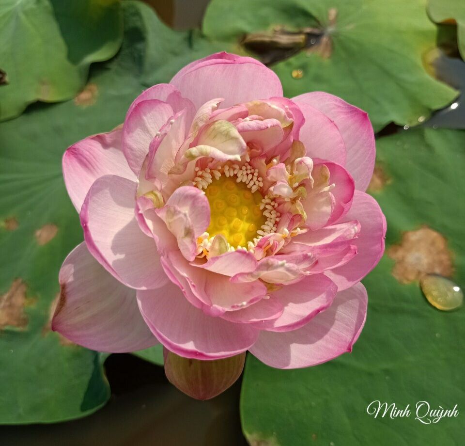 Củ sen giống các loại (sen trung)