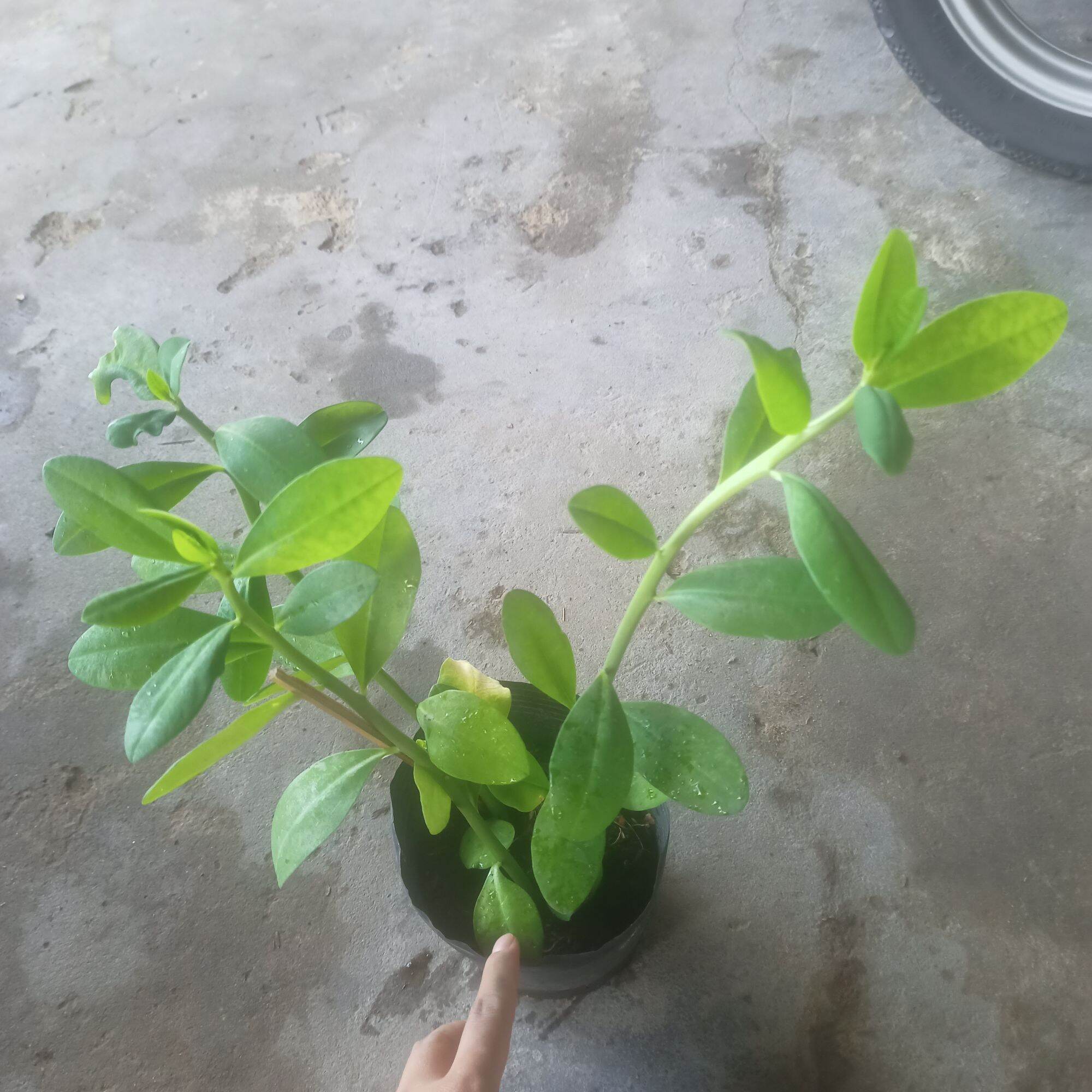 Chậu cây thạch anh, 4-5 cây có rễ ổn định
