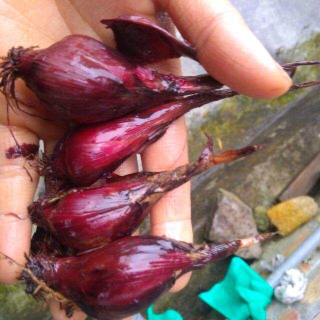 1kg củ sâm đại hành tươi. 0975449688