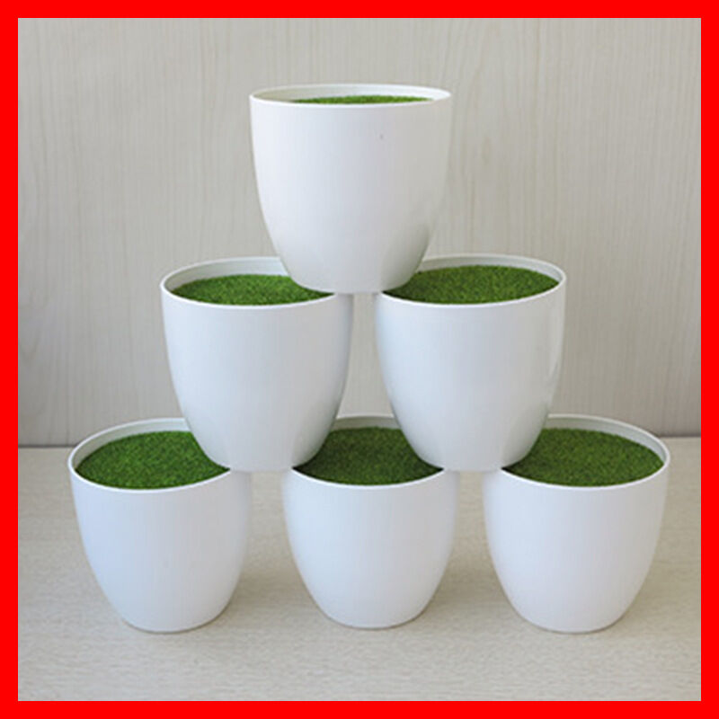 Chậu nhựa phủ rêu xanh