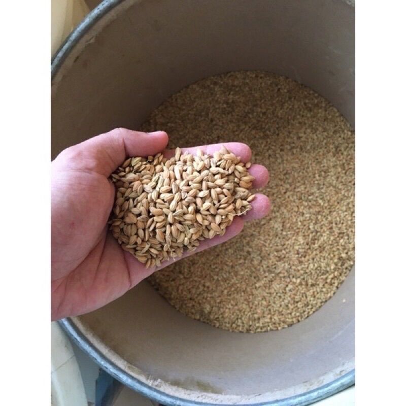 1kg Lúa Nhật Hạt Tròn cho gà đá, cu gáy