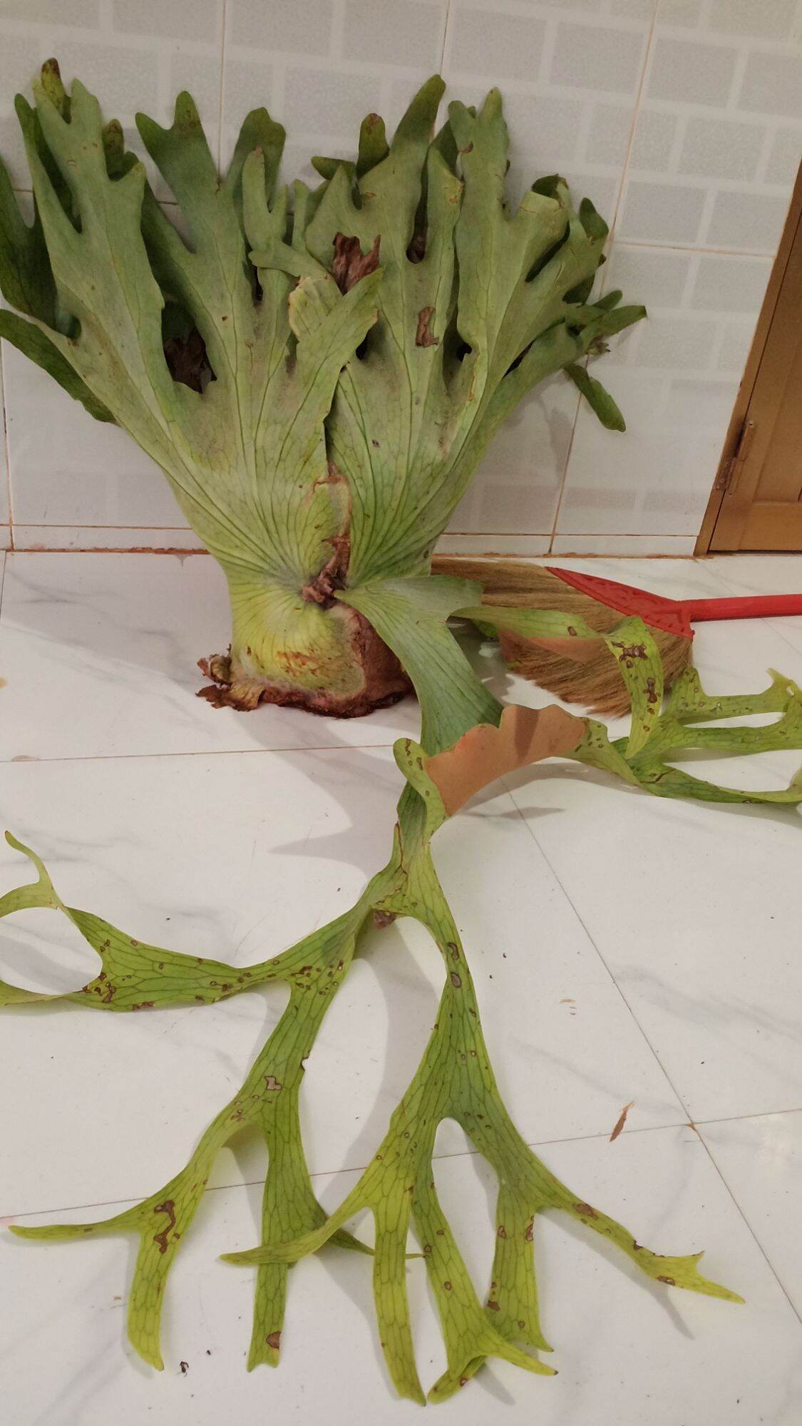 Cây Ổ Rồng Râu To
