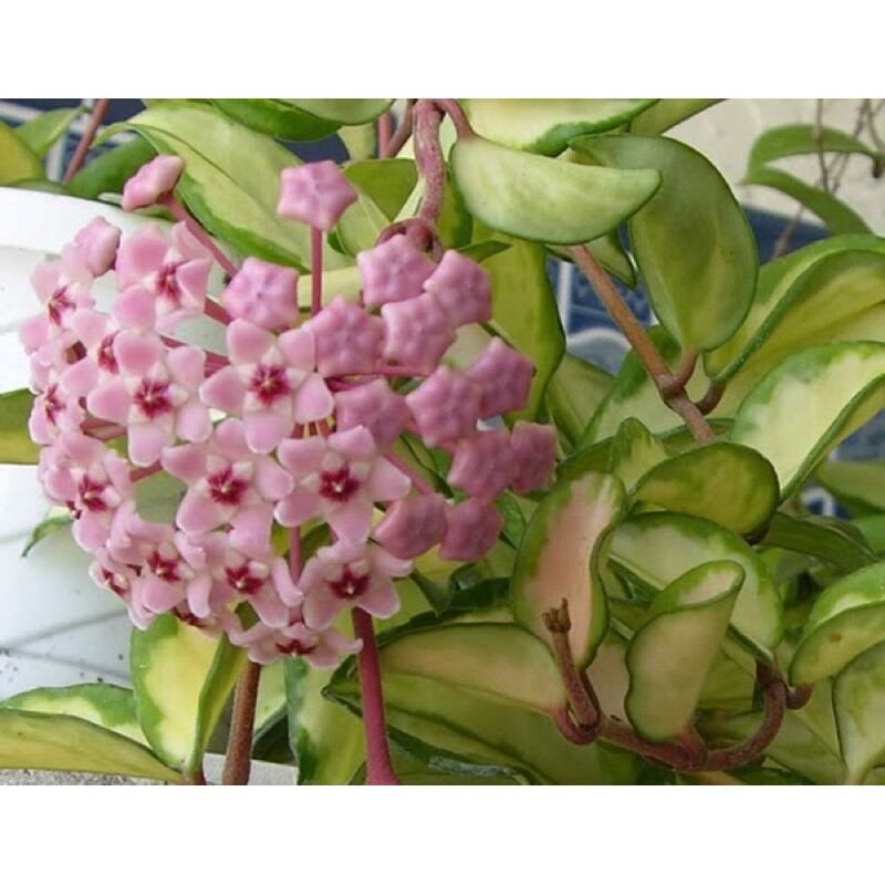 Cẩm cù lá cẩm thạch giống