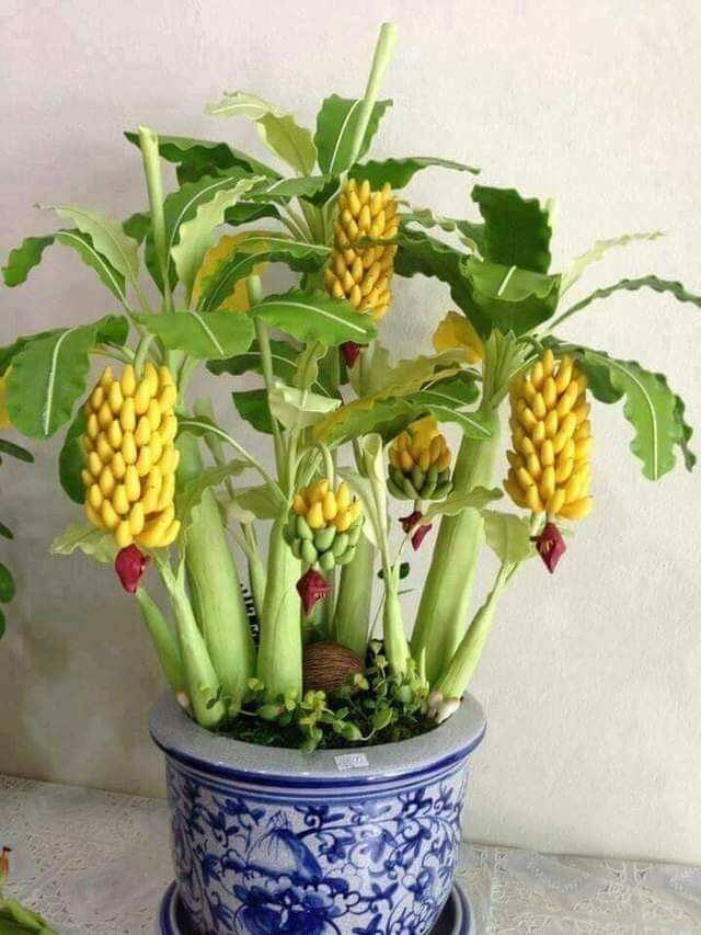 Chuối cảnh mini