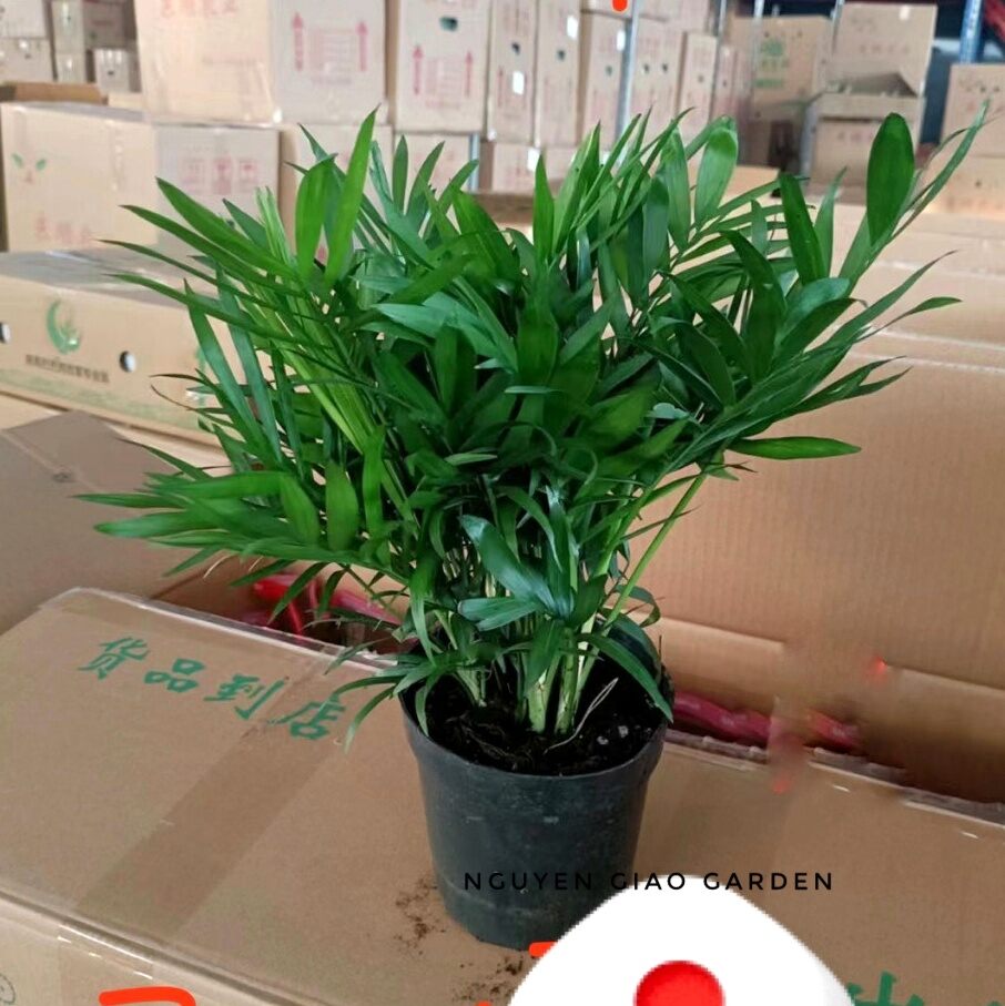 Cây Cau Tiểu Trâm, Cây Phong Thủy dễ chăm mang lại nhiều may mắn