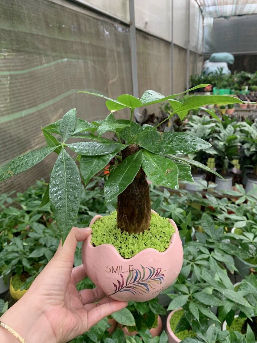 Cây Kim Ngân/ Cây phong thủy để bàn (Chậu sứ, cao 25-30cm)