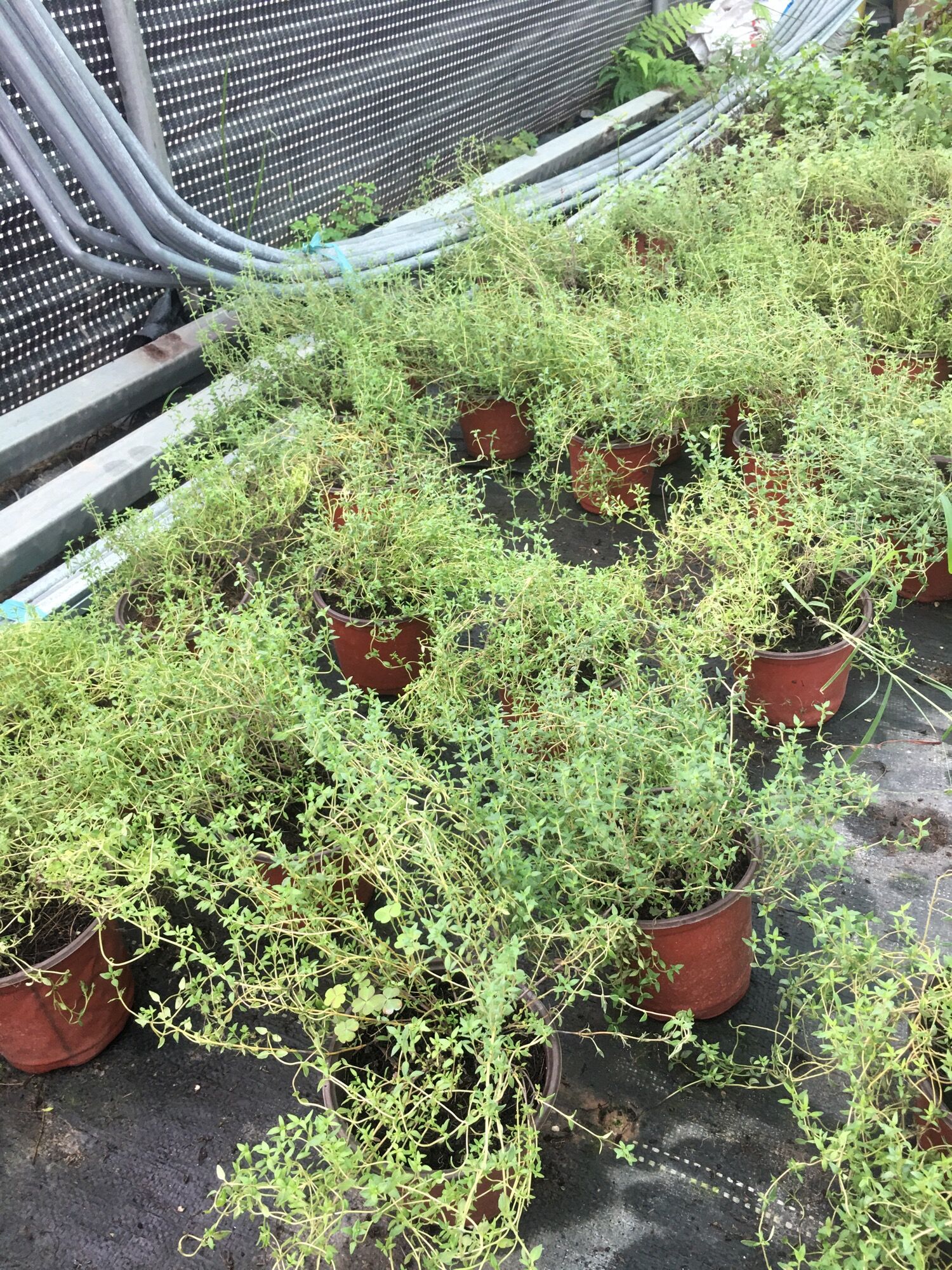 Cỏ Xạ Hương (Thyme)