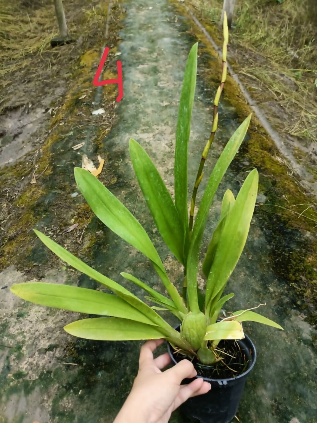 Vũ nữ Cam lửa đang nụ hoa