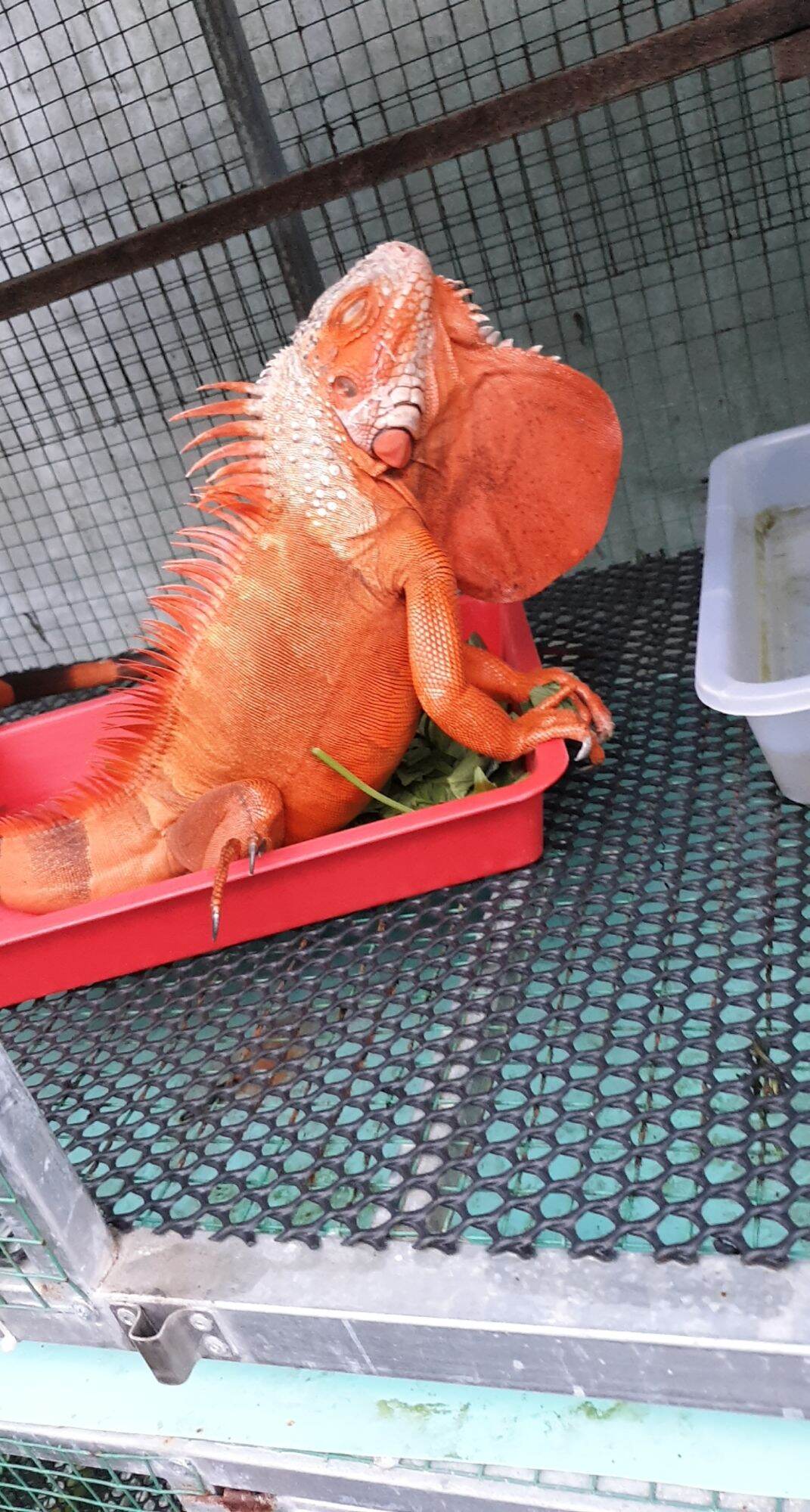 thức ăn iguana BIG 300g