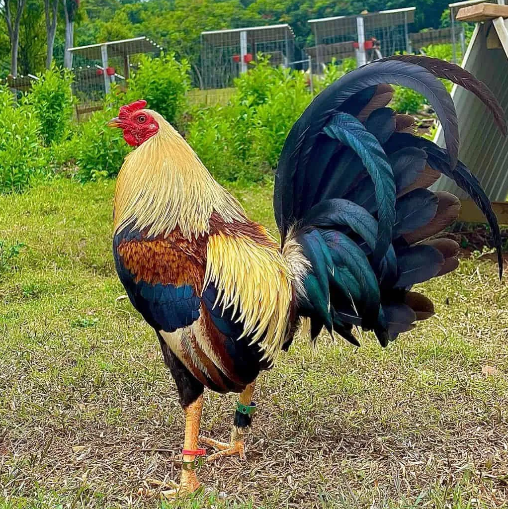5 trứng gà tre mỹ rặc ấp nở.