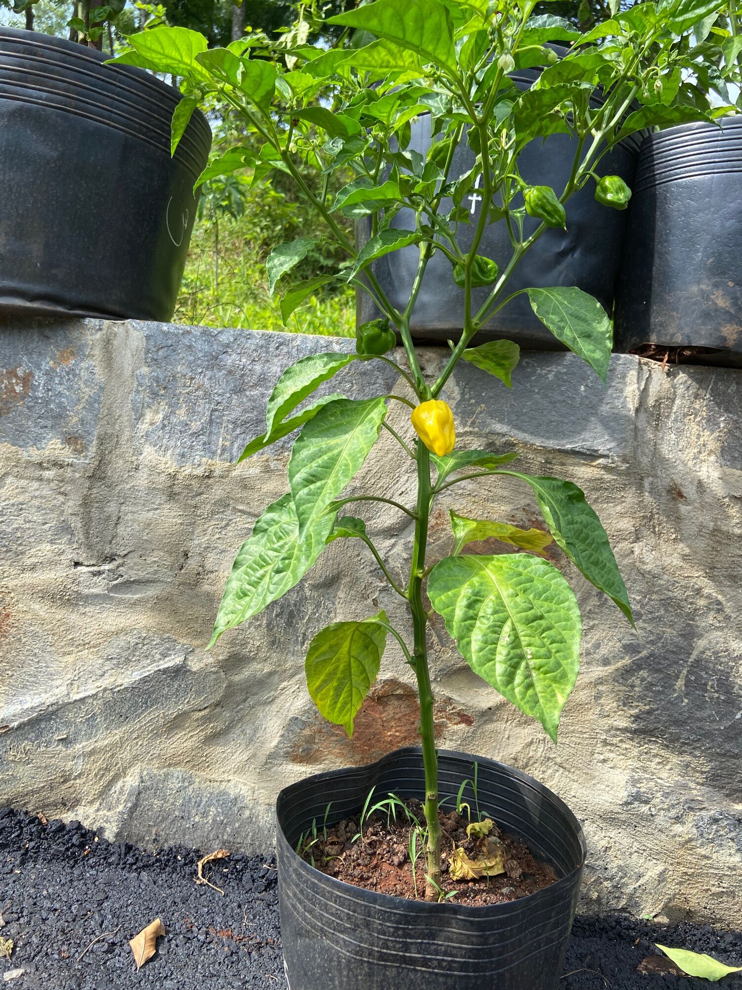 Quả ớt habanero vàng