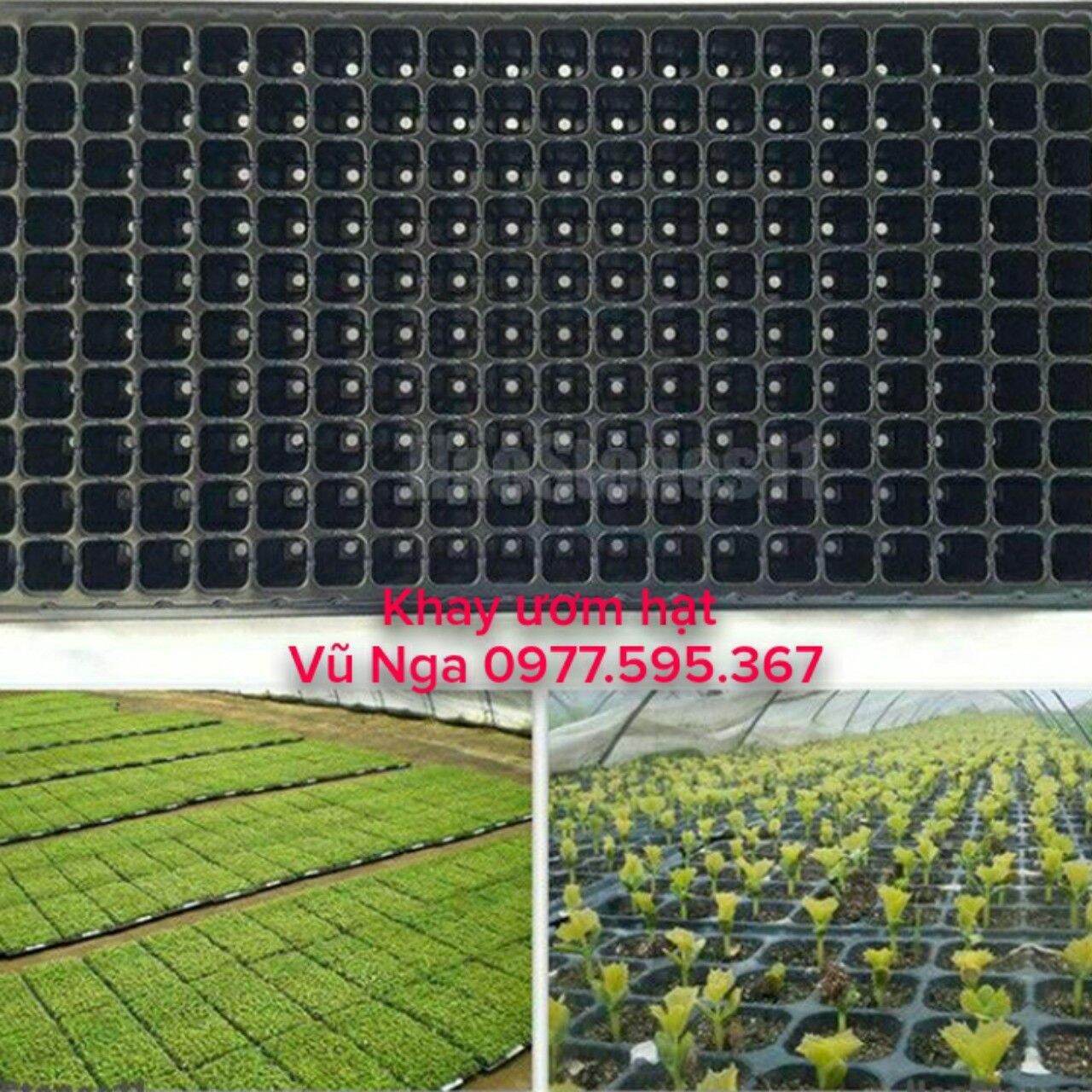 Khay ươm hạt 10 cái 32 lỗ