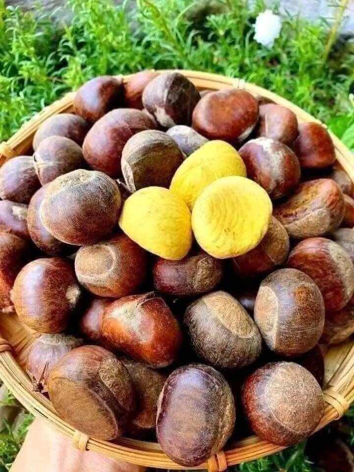 Hạt dẻ tươi Điện Biên 1kg